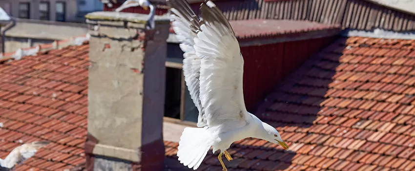 Residential Chimney Animal Removal Solution in Petersburg, VA