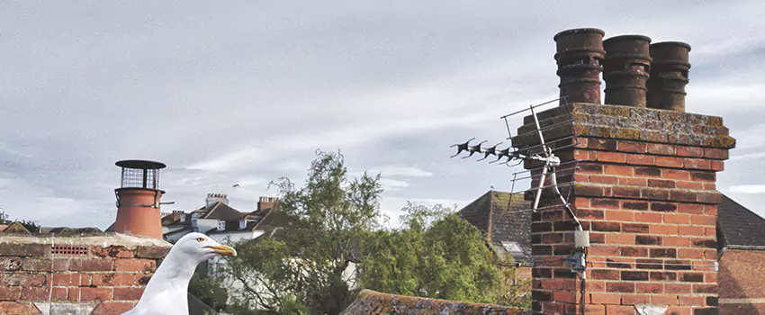 Chimney Cleaning And Restoration in Petersburg, Virginia